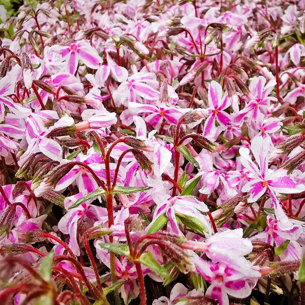 Artikelbild 4 des Artikels “Teppich-Phlox, rosa-weiß “