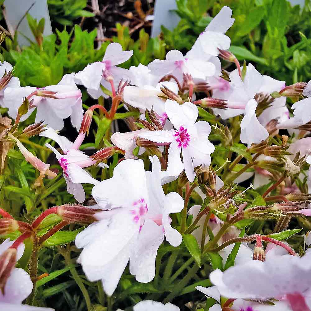 Artikelbild 4 des Artikels “Teppich-Phlox, weiß-rot “