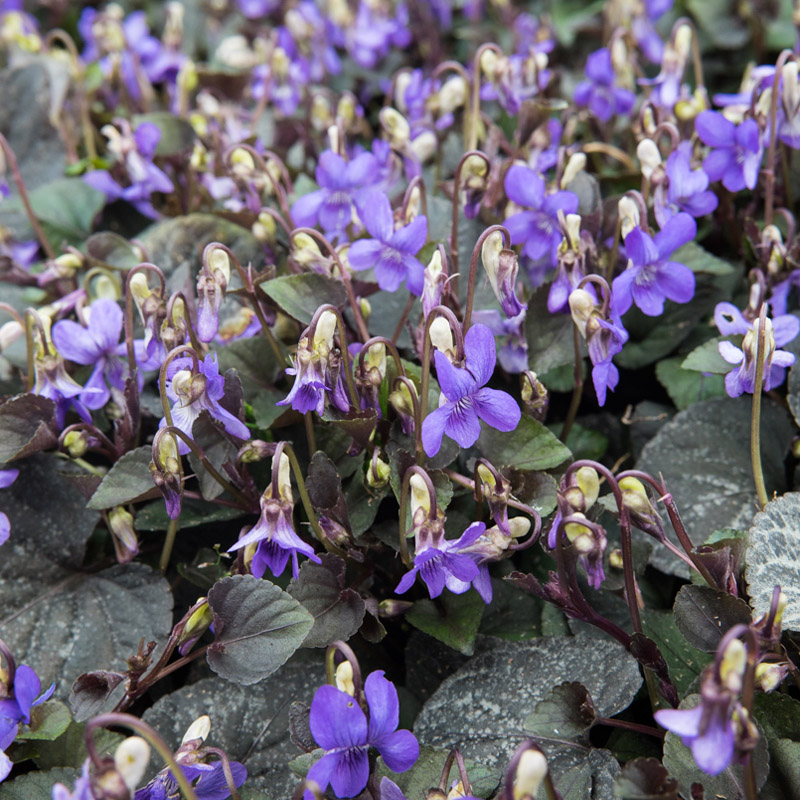 Artikelbild 4 des Artikels “Purpur-Veilchen “