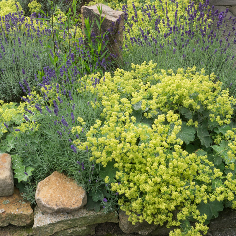 Artikelbild 4 des Artikels “Frauenmantel “