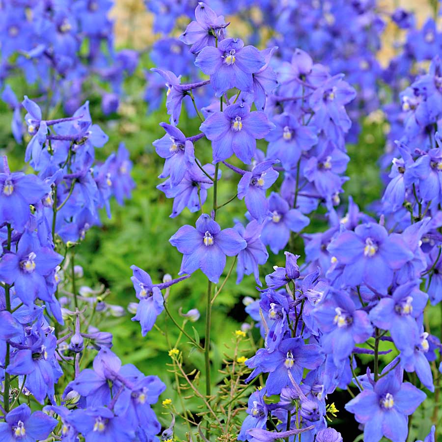 Artikelbild 4 des Artikels “Rittersporn, blau “