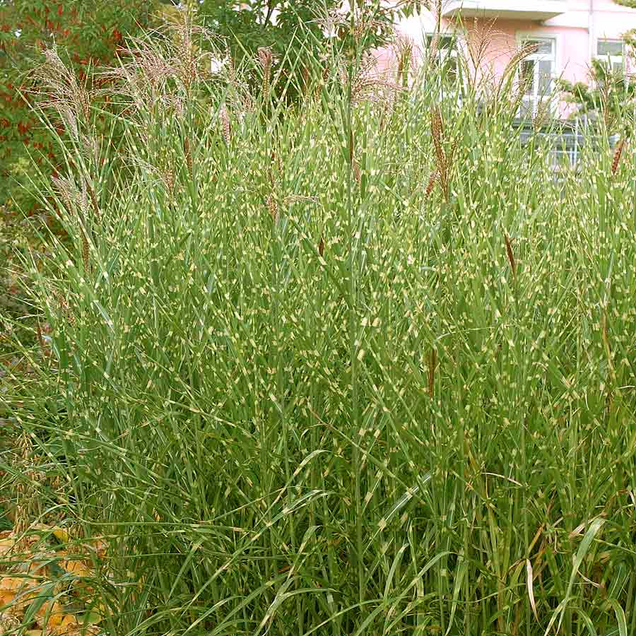 Artikelbild 4 des Artikels “Zebra-Chinaschilf “