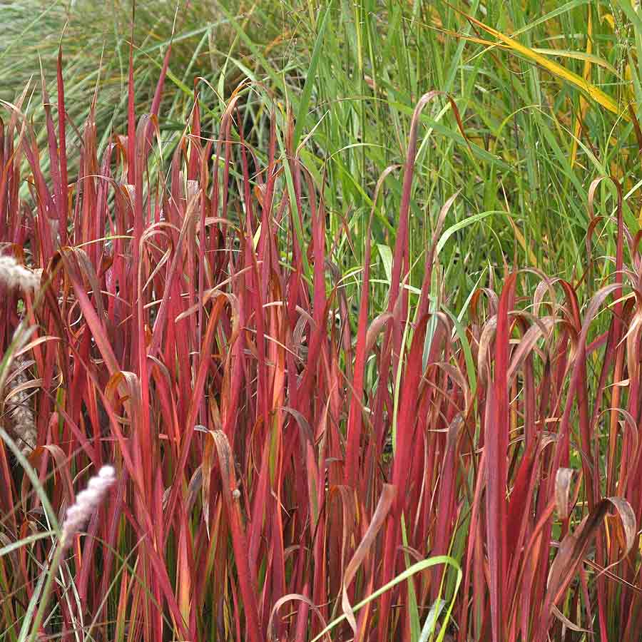 Artikelbild 4 des Artikels “Japanisches Blutgras “