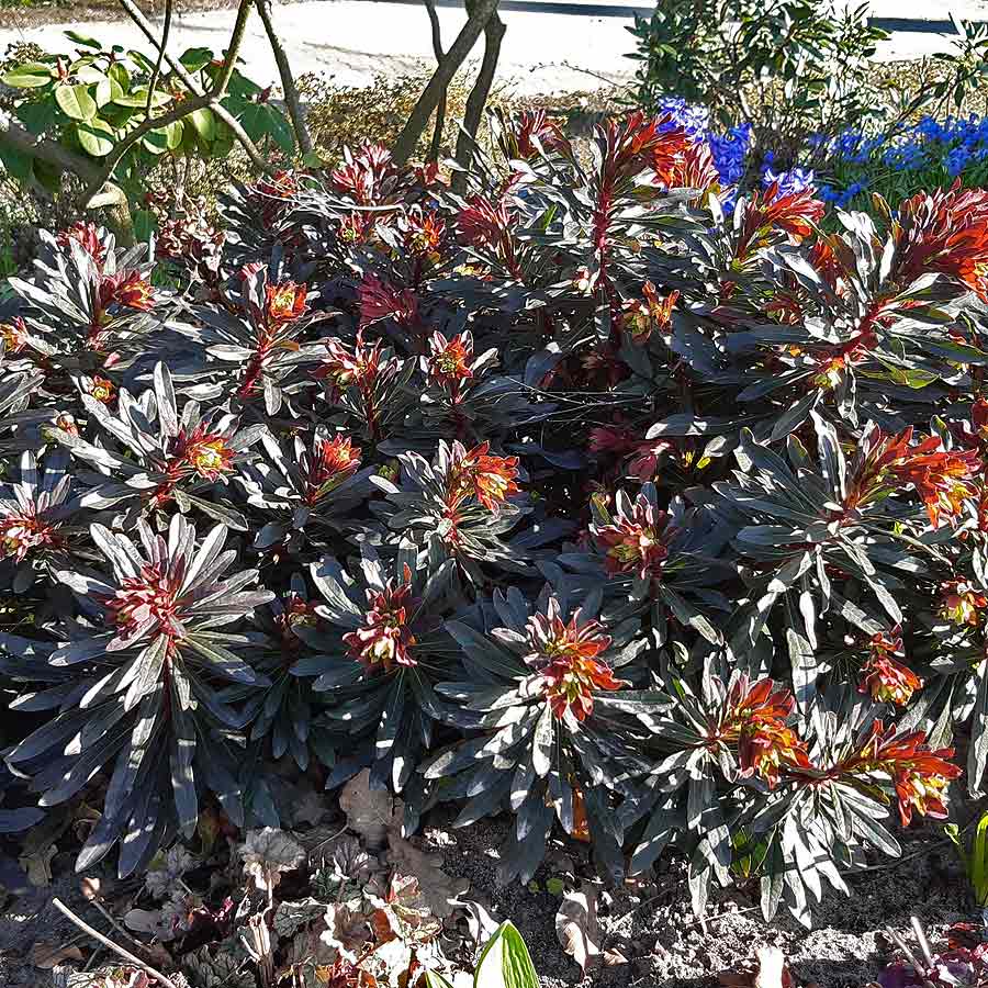 Artikelbild 4 des Artikels “Wolfsmilch, gelb “