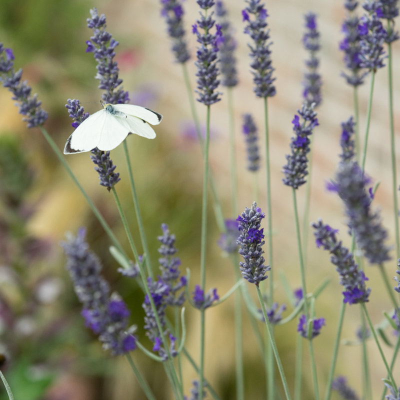 Artikelbild 4 des Artikels “Lavendel, blau, hoch “
