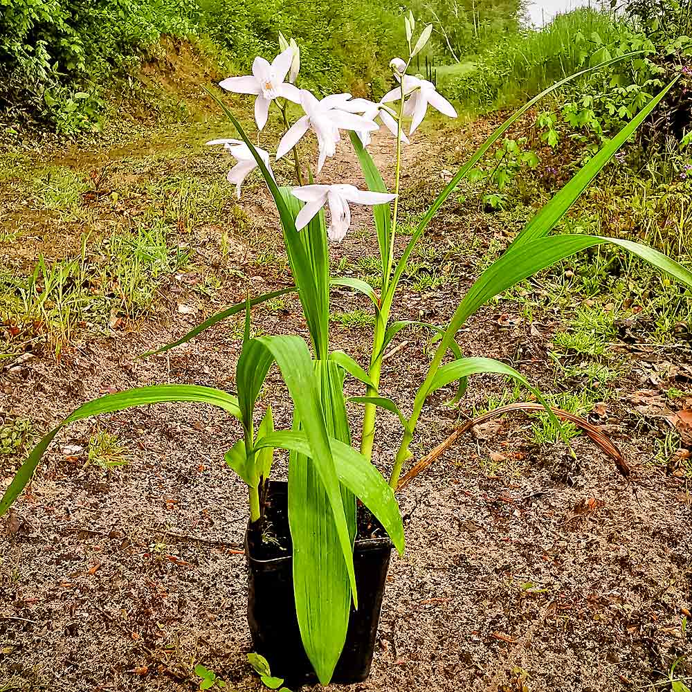 Artikelbild 4 des Artikels “Japanorchidee weiß “