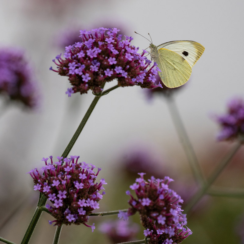 Artikelbild 4 des Artikels “Eisenkraut “