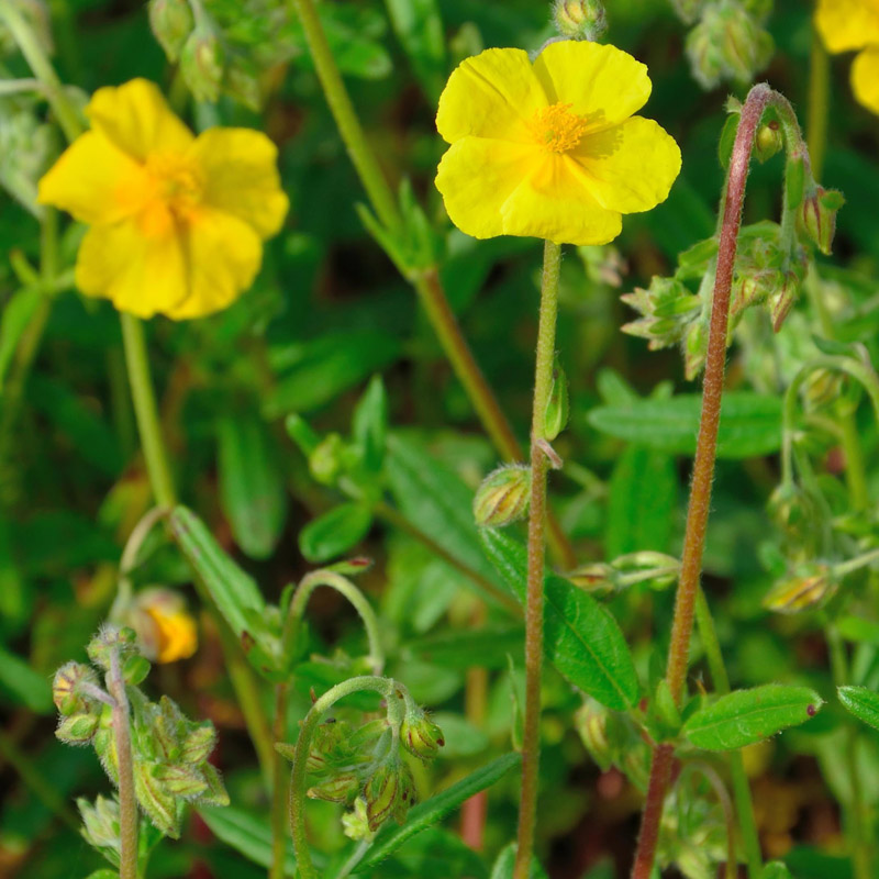 Artikelbild 4 des Artikels “Sonnenröschen “