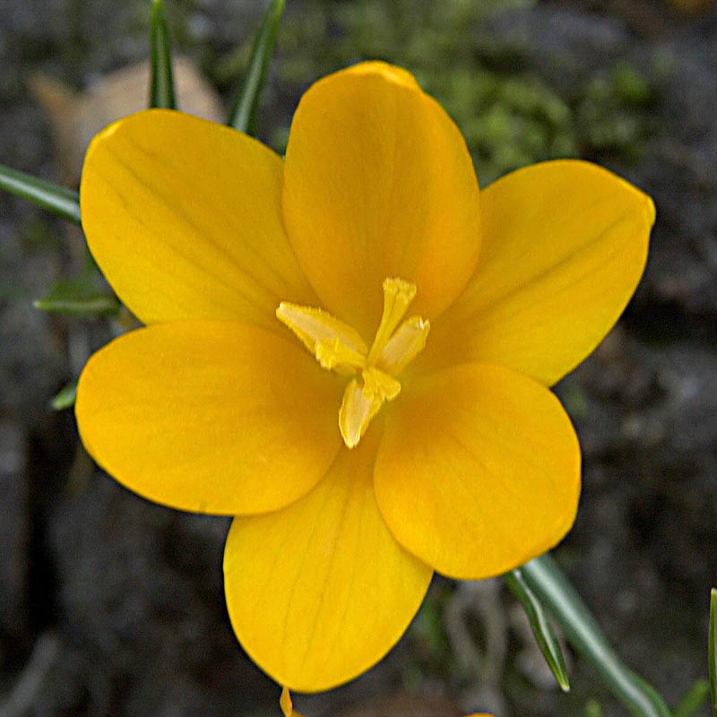 Artikelbild 4 des Artikels “Garten-Krokus gelb “