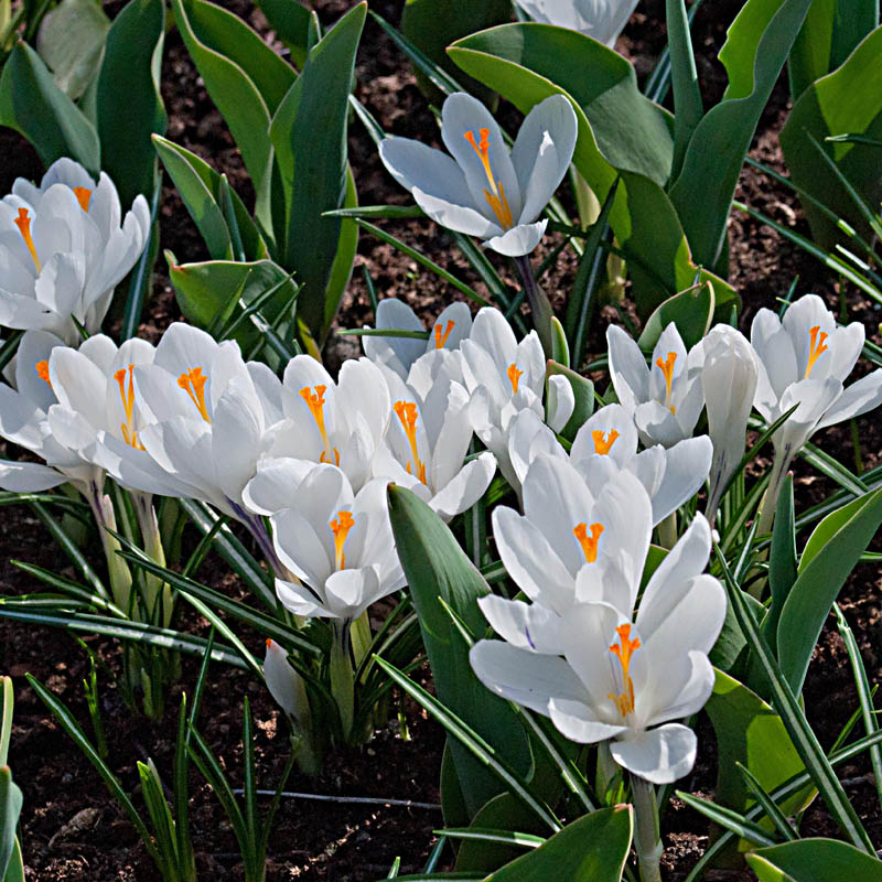 Artikelbild 4 des Artikels “Garten-Krokus weiß “