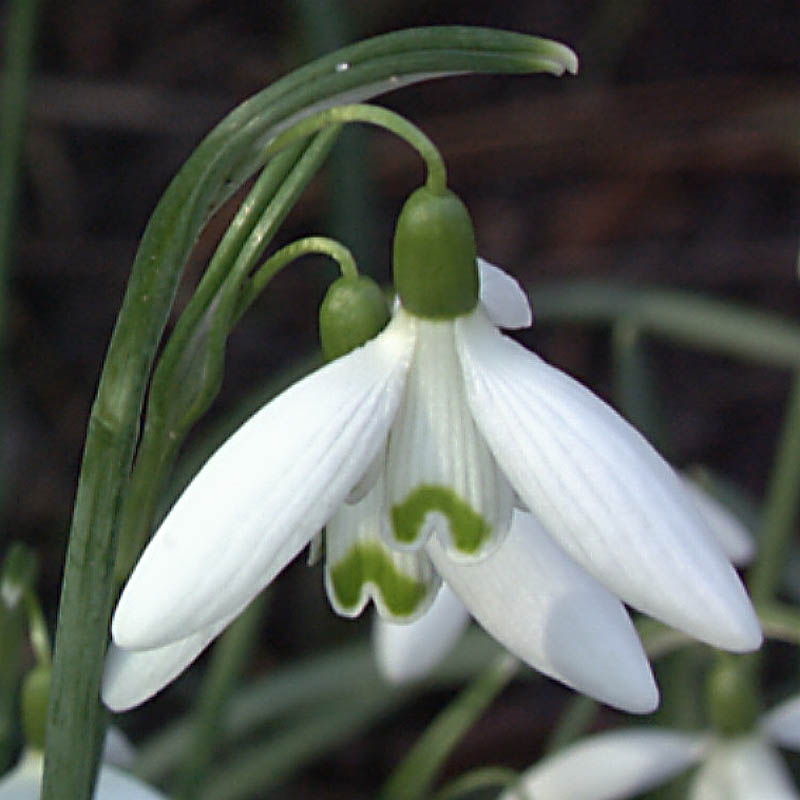 Artikelbild 4 des Artikels “Schneeglöckchen “