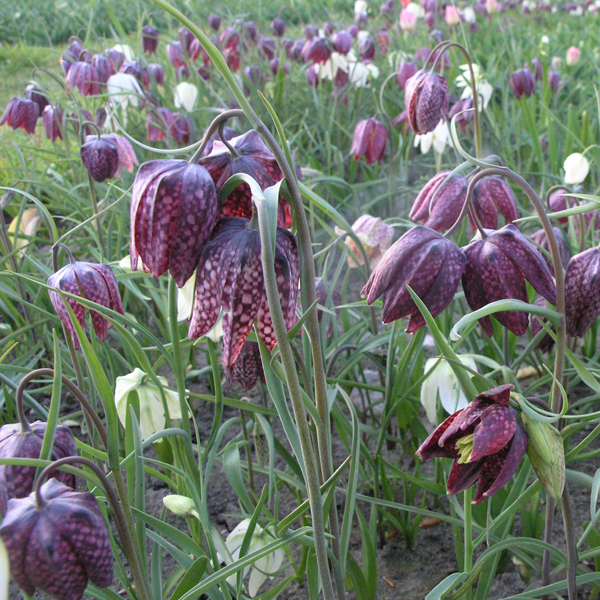 Artikelbild 4 des Artikels “Schachblume “