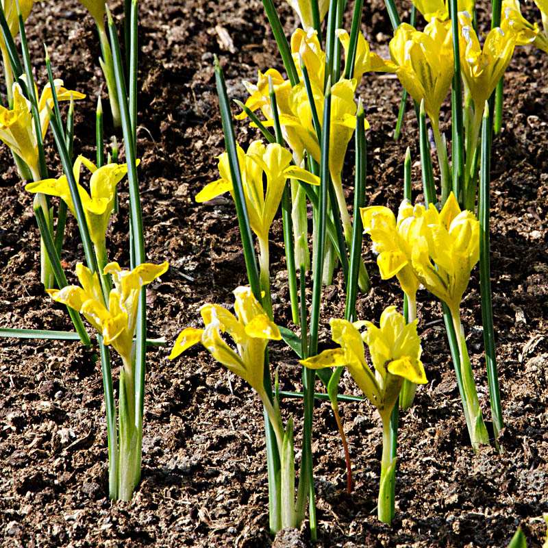 Artikelbild 4 des Artikels “Zwerg-Iris gelb “