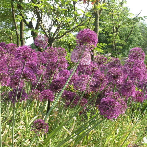 Artikelbild 4 des Artikels “Riesen-Lauch “