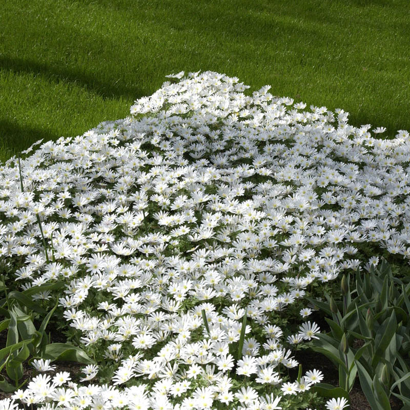 Artikelbild 4 des Artikels “Strahlen-Anemone, weiß “