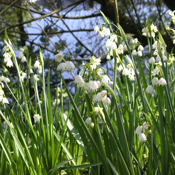 Artikelbild 4 des Artikels “Knotenblume, Märzenbecher “