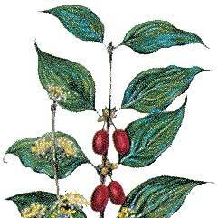 Artikelbild 4 des Artikels “Kornelkirsche “