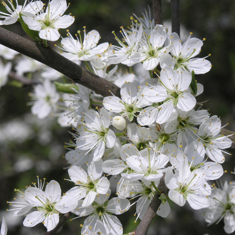 Artikelbild 4 des Artikels “Schlehe, Schwarzdorn “