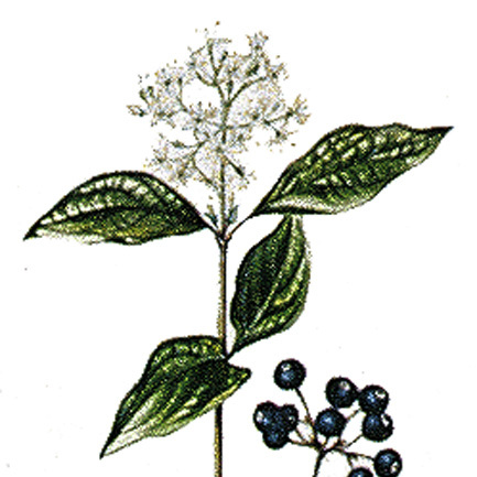 Artikelbild 4 des Artikels “Hartriegel “