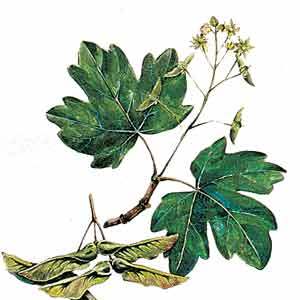 Artikelbild 4 des Artikels “Feld-Ahorn “