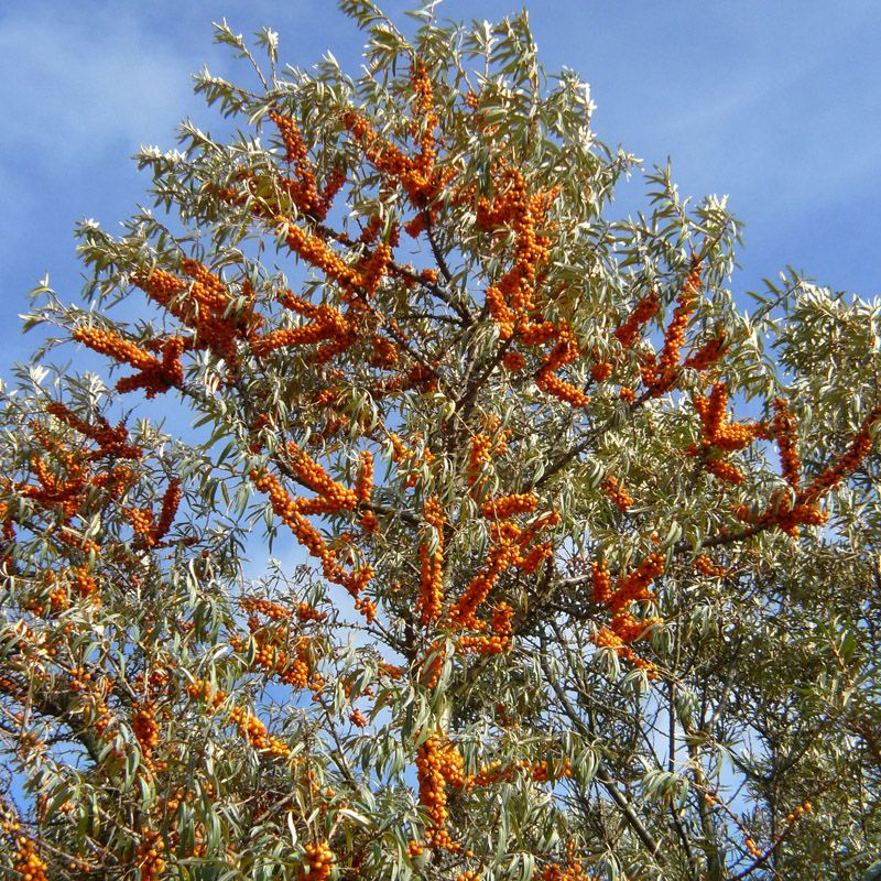 Artikelbild 4 des Artikels “Sanddorn “