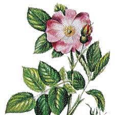 Artikelbild 4 des Artikels “Weinrose “