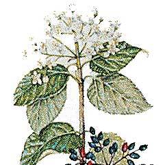 Artikelbild 4 des Artikels “Wolliger Schneeball “