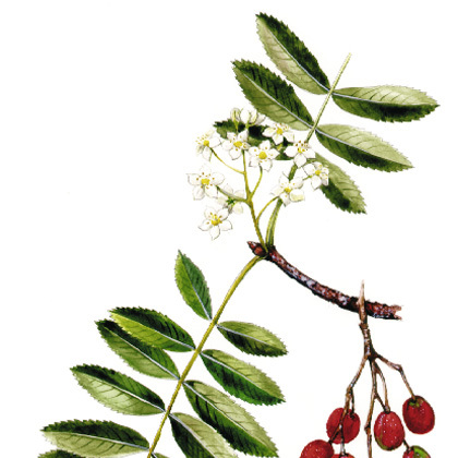 Artikelbild 4 des Artikels “Speierling “