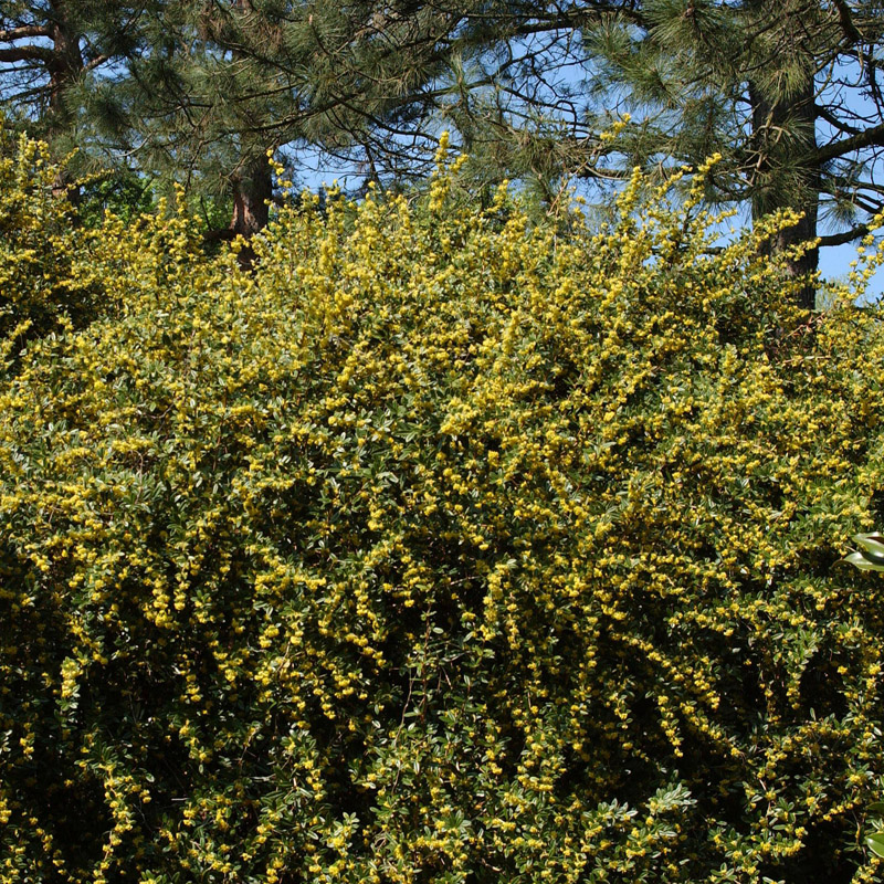 Artikelbild 4 des Artikels “Dornen-Berberitze “