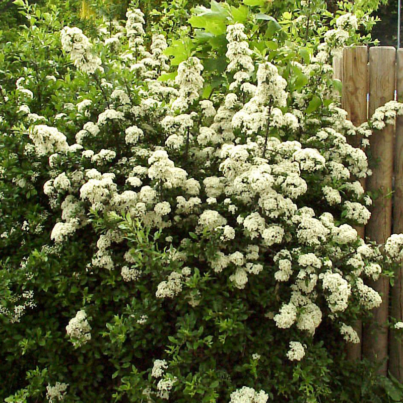 Artikelbild 4 des Artikels “Feuerdorn, rot “