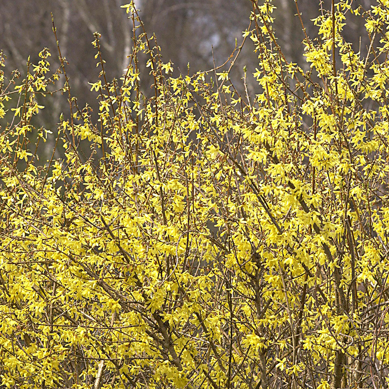 Artikelbild 4 des Artikels “Forsythie, Goldglöckchen “