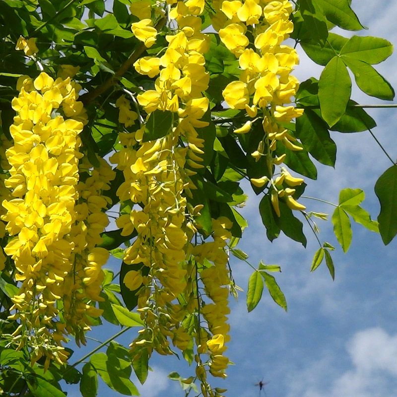 Artikelbild 4 des Artikels “Goldregen “