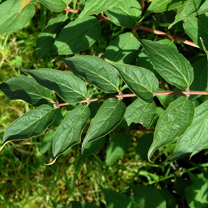 Artikelbild 4 des Artikels “Kolkwitzie, Perlmuttstrauch “