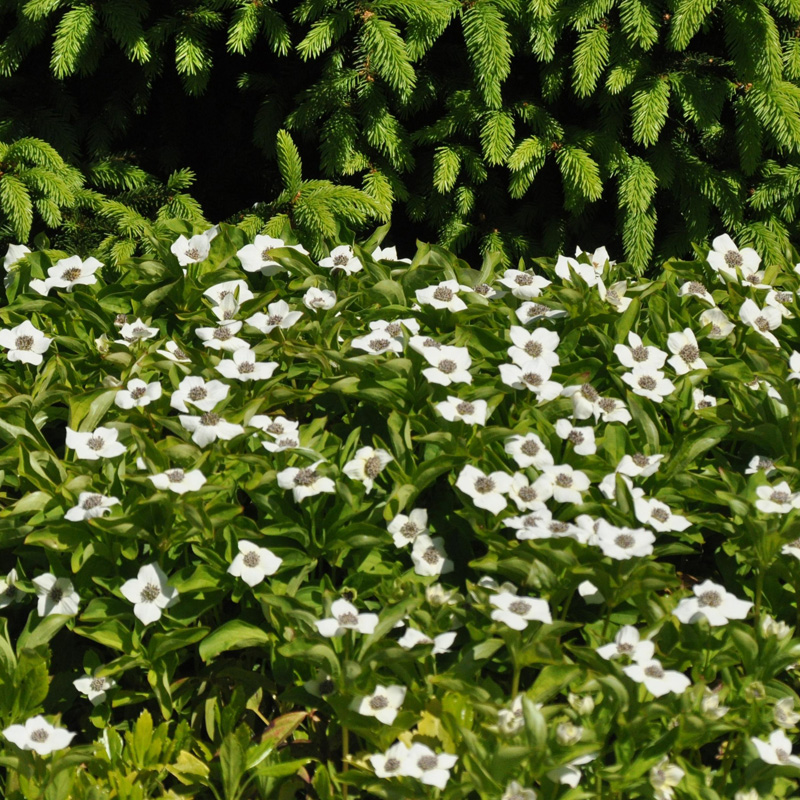 Artikelbild 4 des Artikels “Teppich-Hartriegel “
