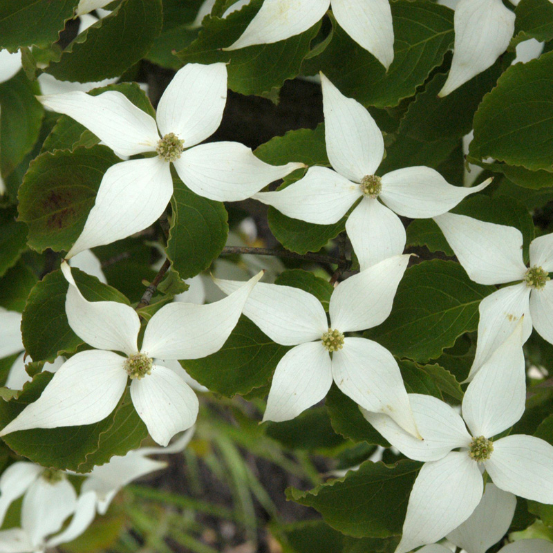 Artikelbild 4 des Artikels “Chinesischer Blumen-Hartriegel “