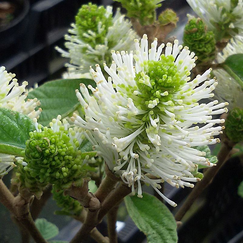 Artikelbild 4 des Artikels “Federbuschstrauch “