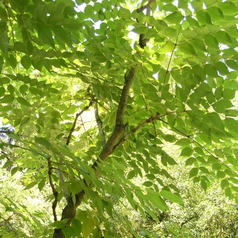 Artikelbild 4 des Artikels “Aralie, 'Teufels-Krückstock' “