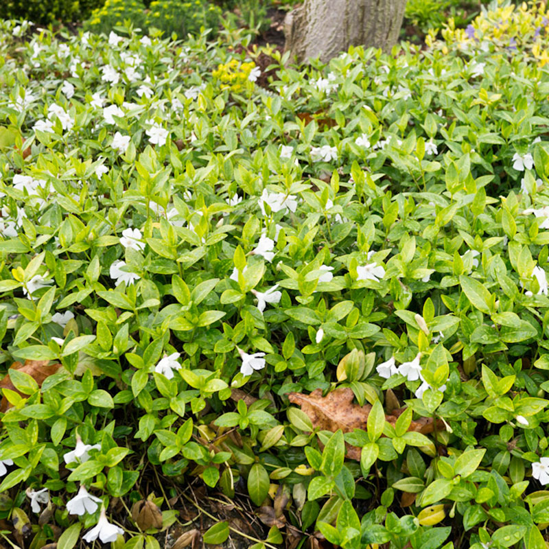 Artikelbild 4 des Artikels “Immergrün, weiß “