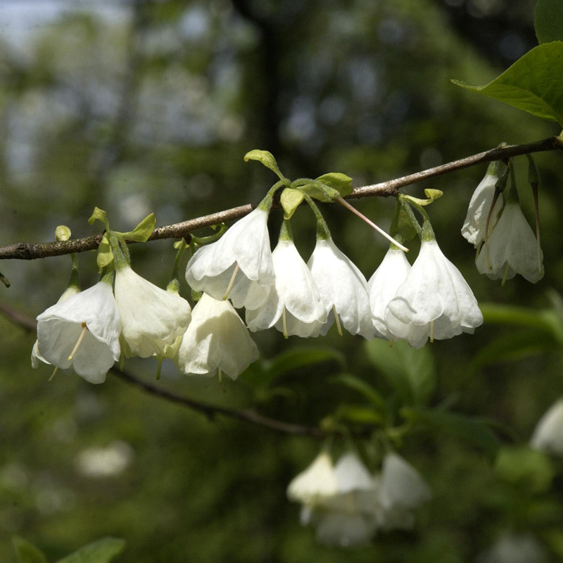 Artikelbild 4 des Artikels “Schneeglöckchenbaum “