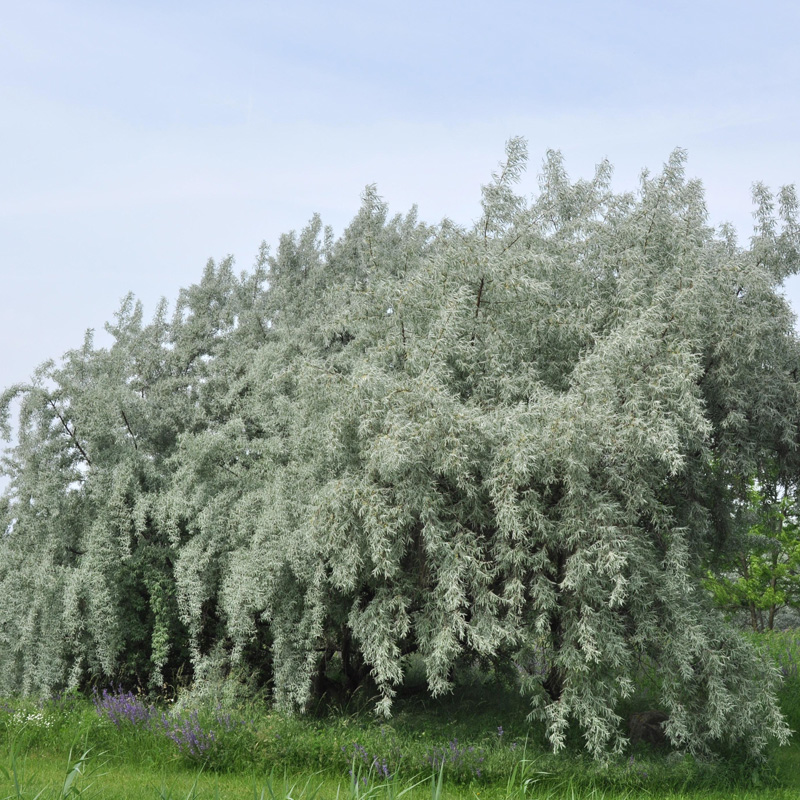 Artikelbild 4 des Artikels “Ölweide “