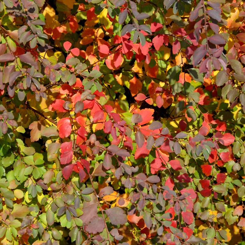 Artikelbild 4 des Artikels “Pracht-Spiere, weiß “