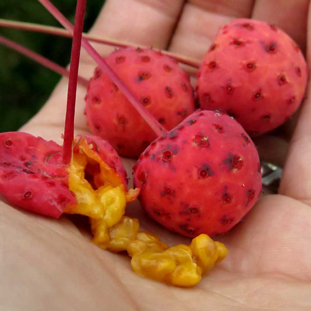 Artikelbild 4 des Artikels “Japanischer Blumen-Hartriegel “