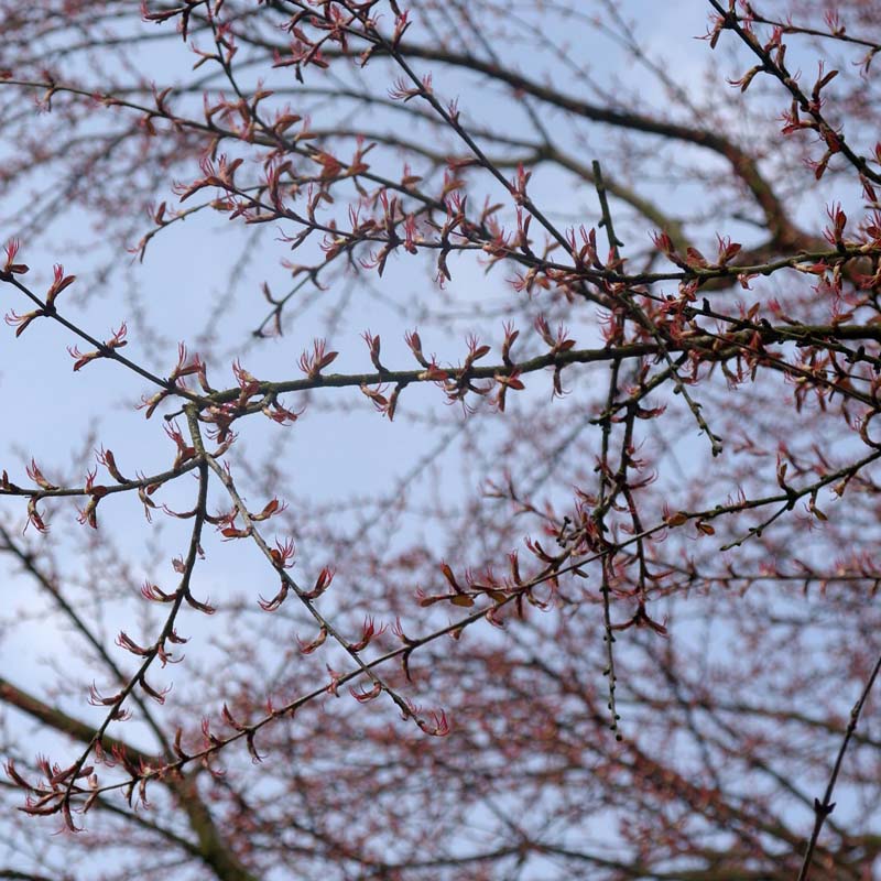 Artikelbild 4 des Artikels “Kuchenbaum “