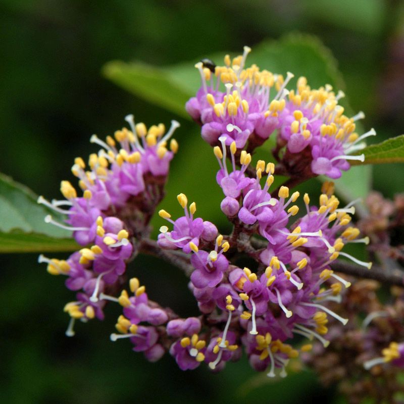 Artikelbild 4 des Artikels “Liebesperlenstrauch “