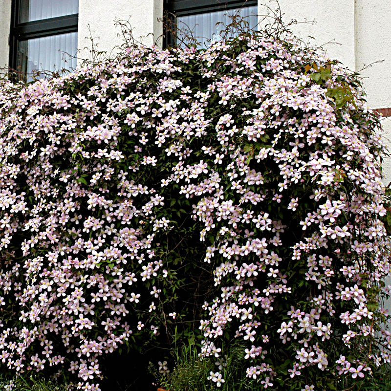 Artikelbild 4 des Artikels “Anemonen-Waldrebe, rosa “