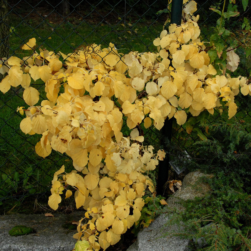 Artikelbild 4 des Artikels “Kletter-Hortensie “