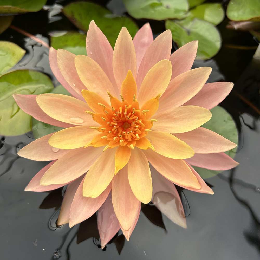 Artikelbild 4 des Artikels “Seerose Sunset glow “