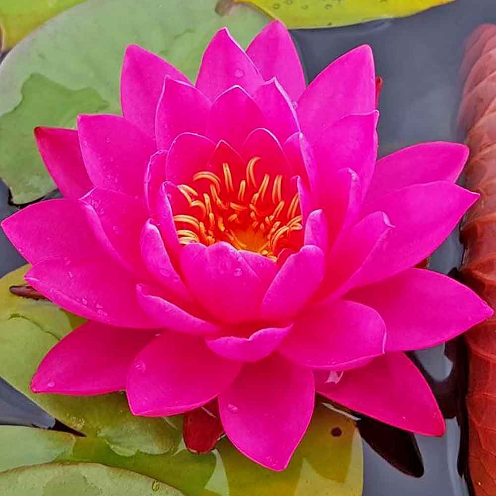 Artikelbild 4 des Artikels “Seerose Tan Khwan “