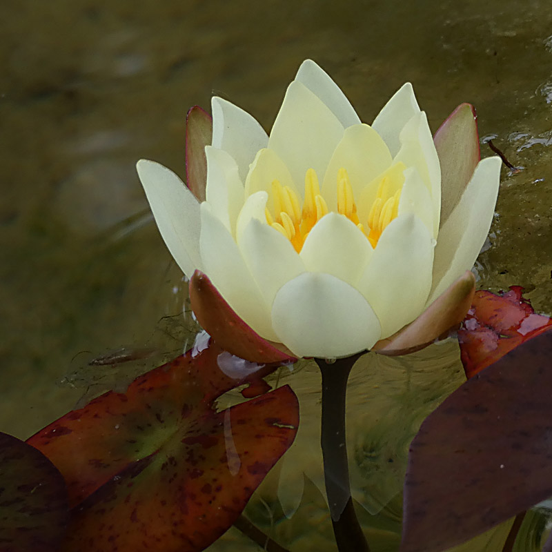 Artikelbild 4 des Artikels “Seerose Pygmaea Helvola “