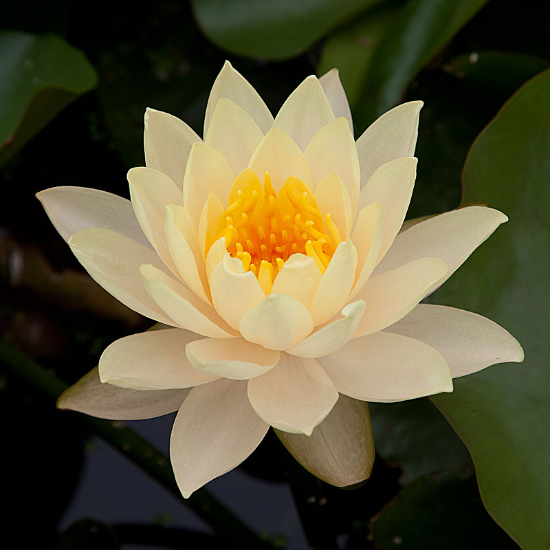 Artikelbild 4 des Artikels “Seerose Inner Light “